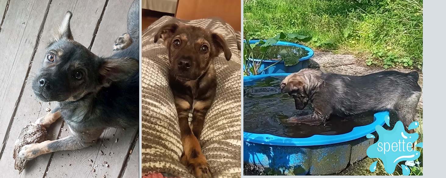 hond adopteren pup in nederland