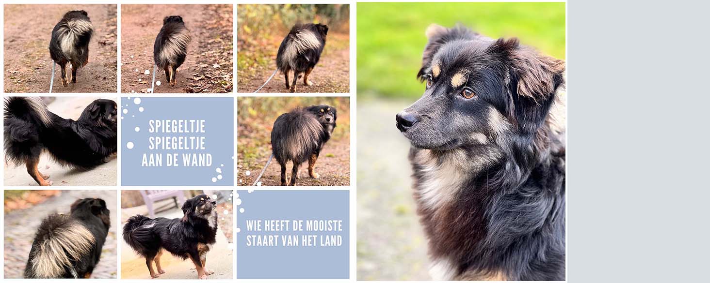 grote hond ter adoptie, Lasse