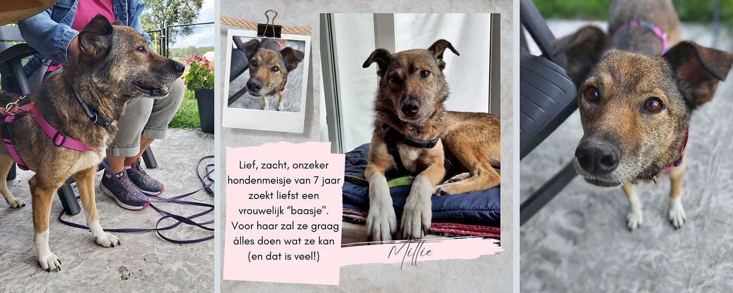 oudere hond ter adoptie