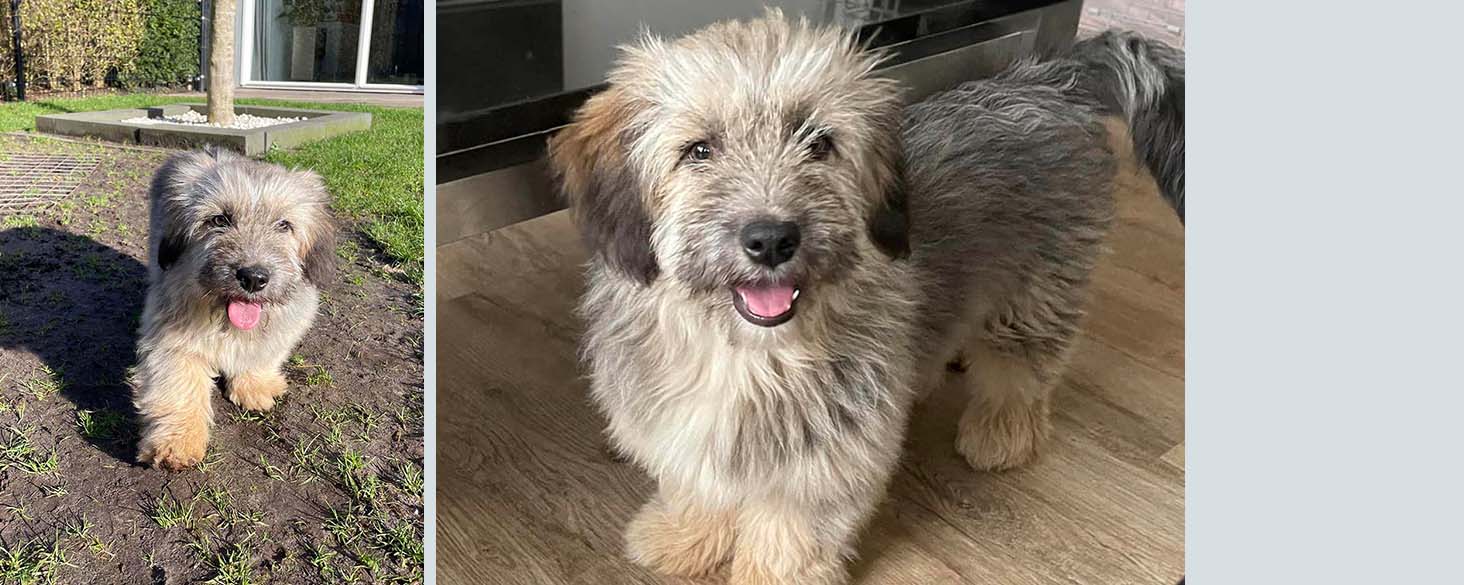 puppy adopteren in nederland