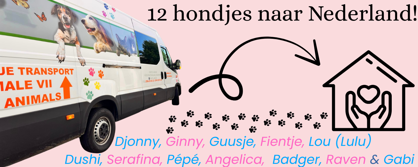 12 hondjes naar Nederland!