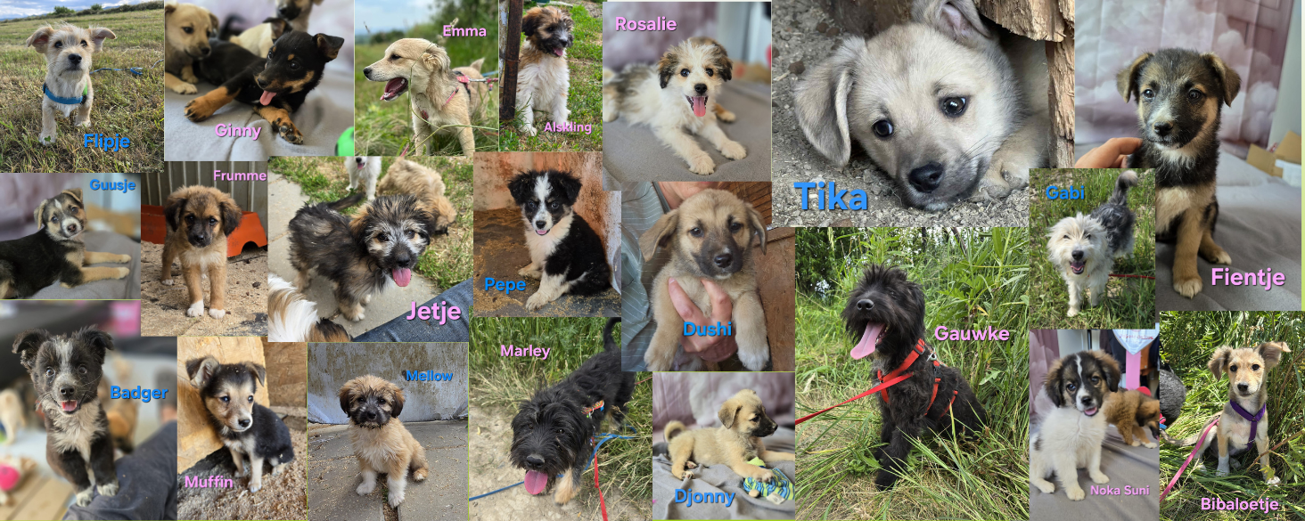Leuke pups zoeken huis