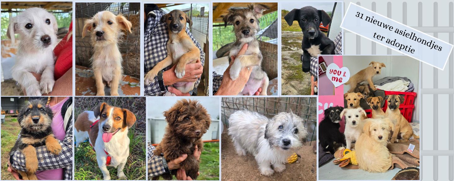 31 nieuwe asiel hondjes