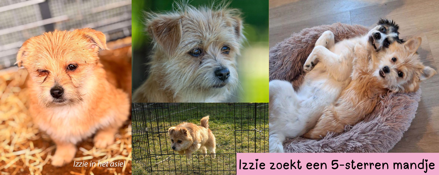 Izzie zoekt thuis