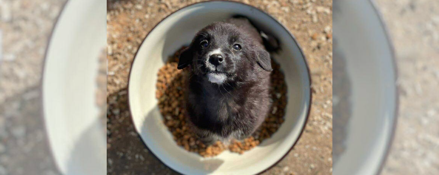 Wanneer pups volwassen worden