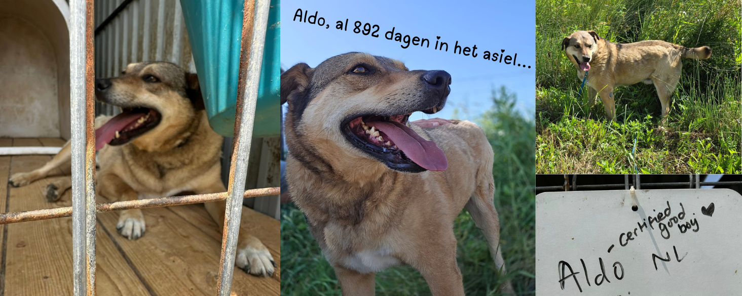 Aldo zoekt thuis
