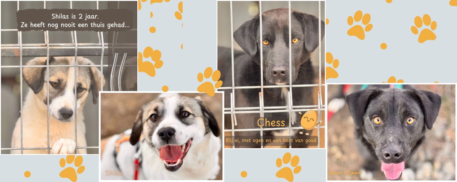 asiel honden shilas en chess