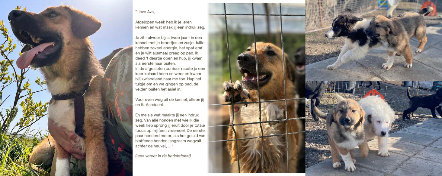 Ava zoekt thuis