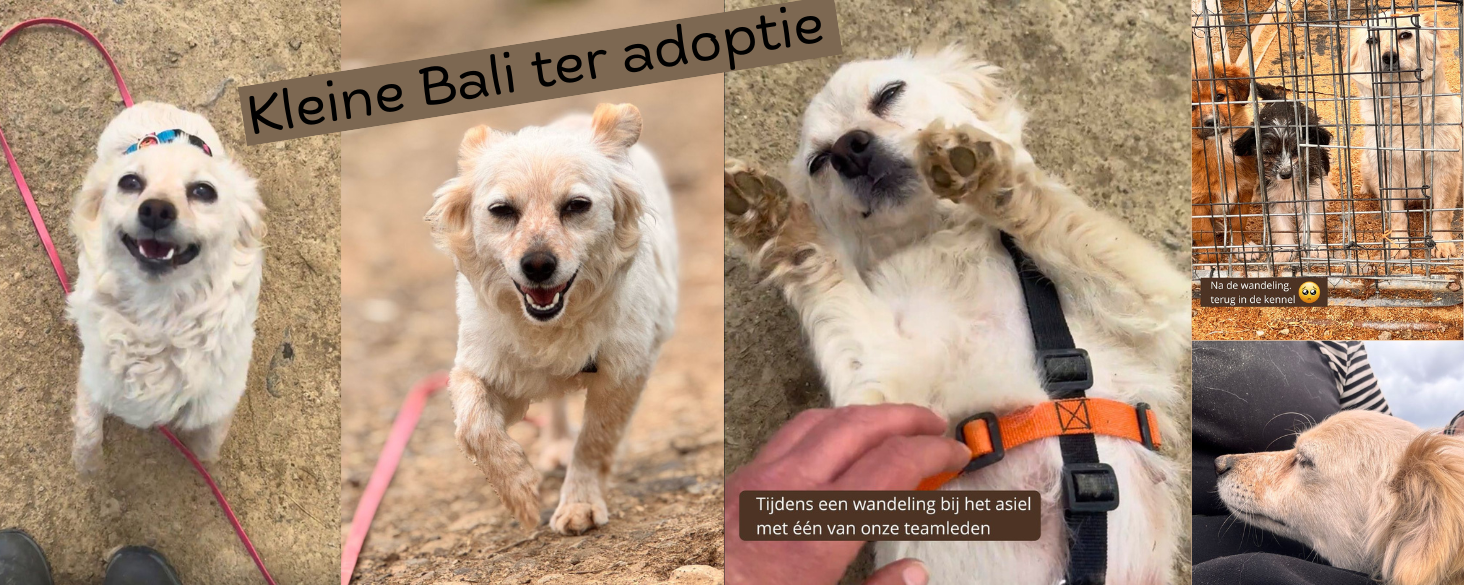 Bali zoekt thuis