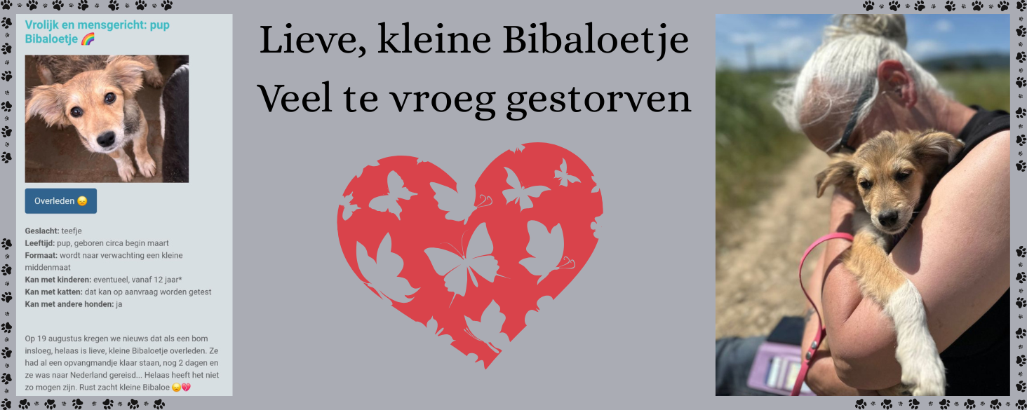 bibaloetje overleden