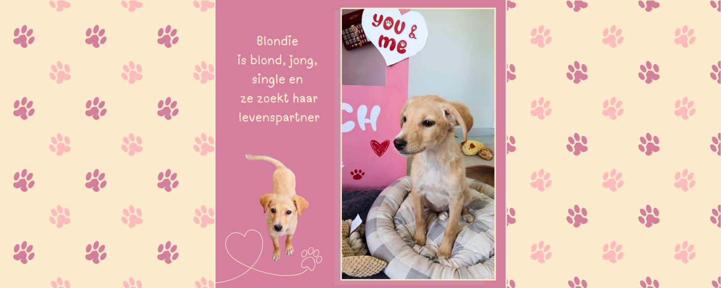 Blondie zoekt een gouden mandje