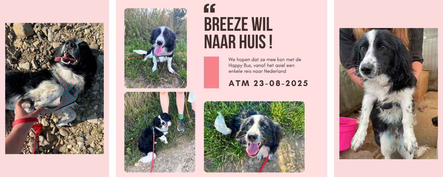 Breeze zoekt thuis
