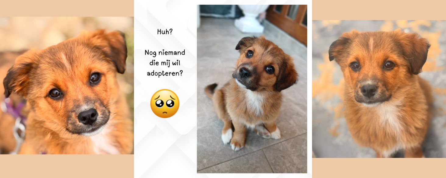 Bruintje zoekt thuis