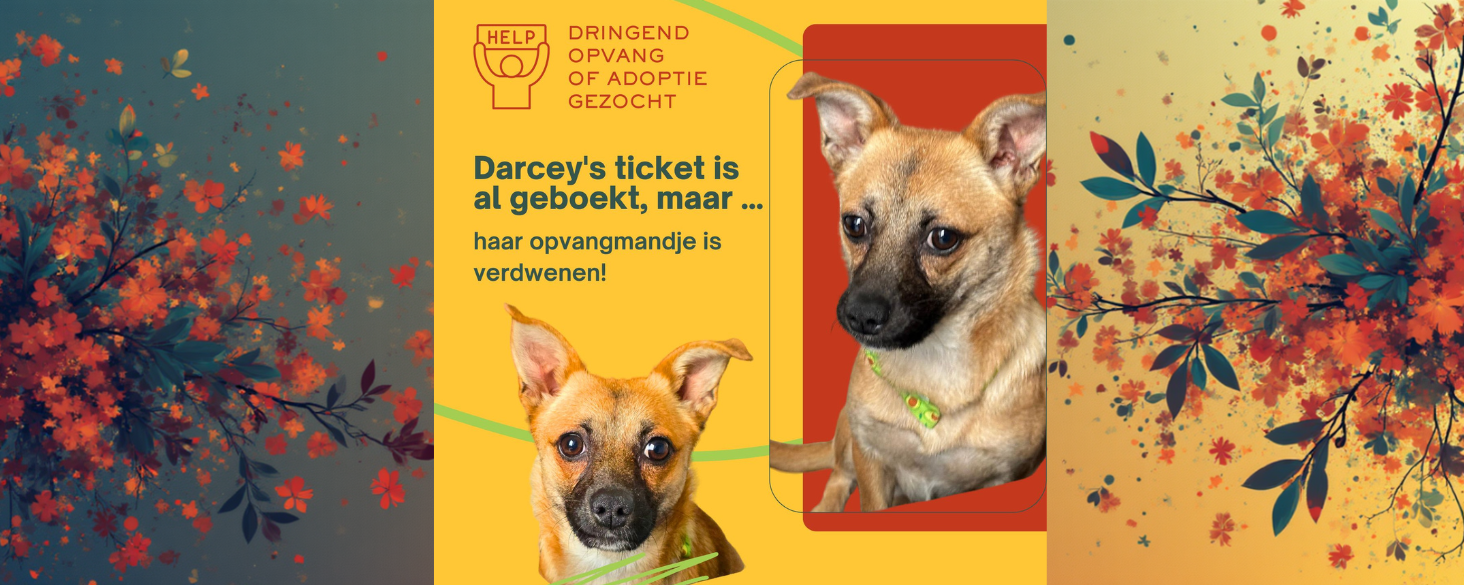 Met spoed opvang of adoptie gezocht voor Darcey