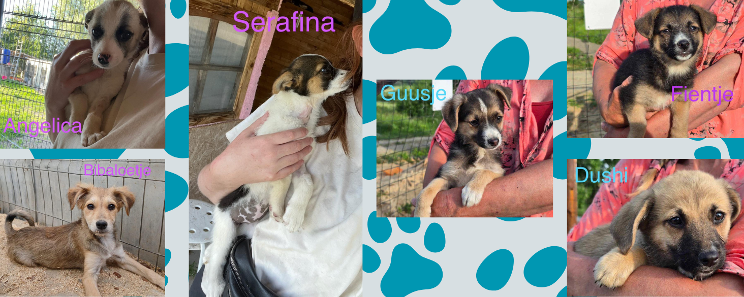 Dringend adoptie of opvang gezocht