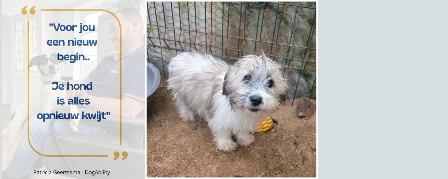 een buitenlandse hond adopteren