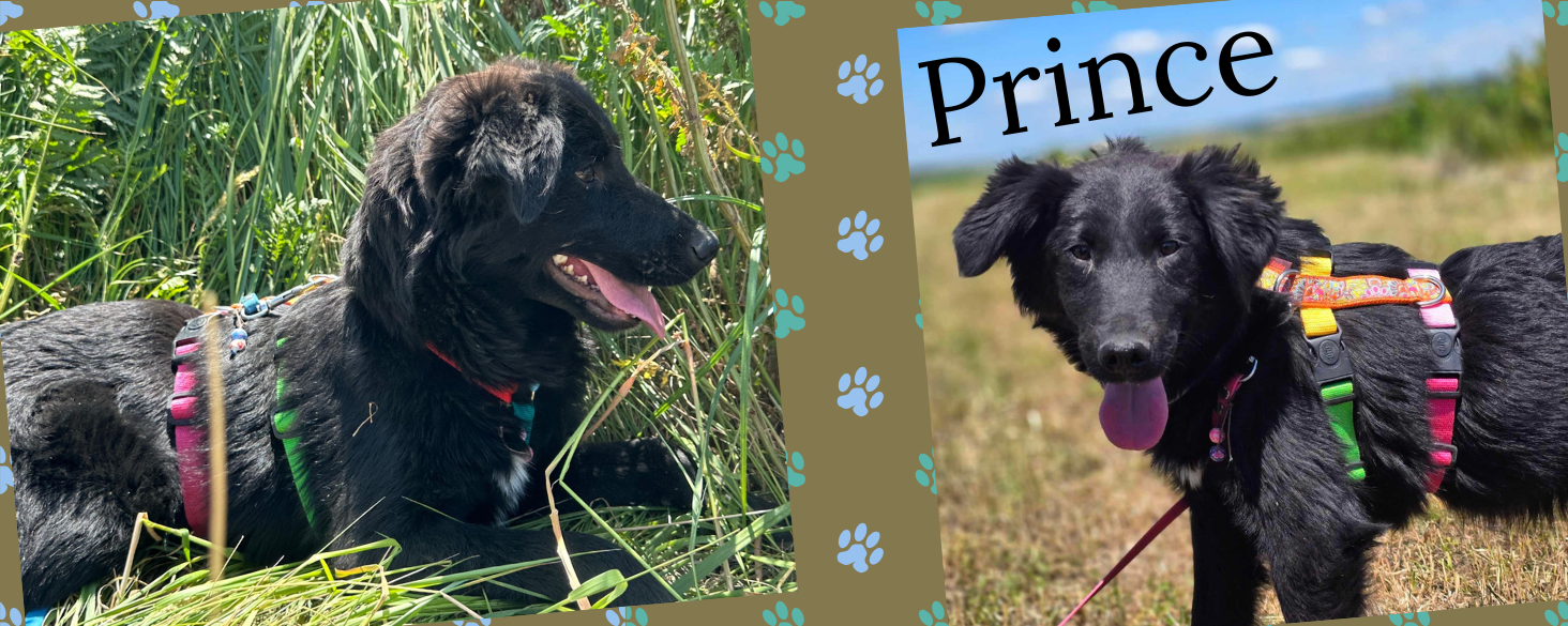 Prince
