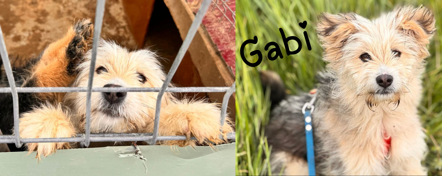 Gabi zoekt thuis