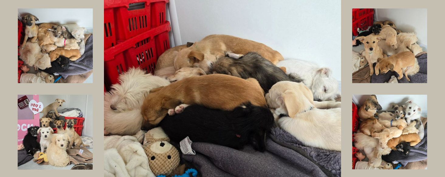 Geef een pup een leven