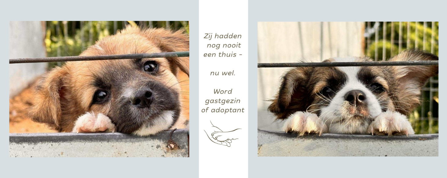 Word gastgezin of adoptant