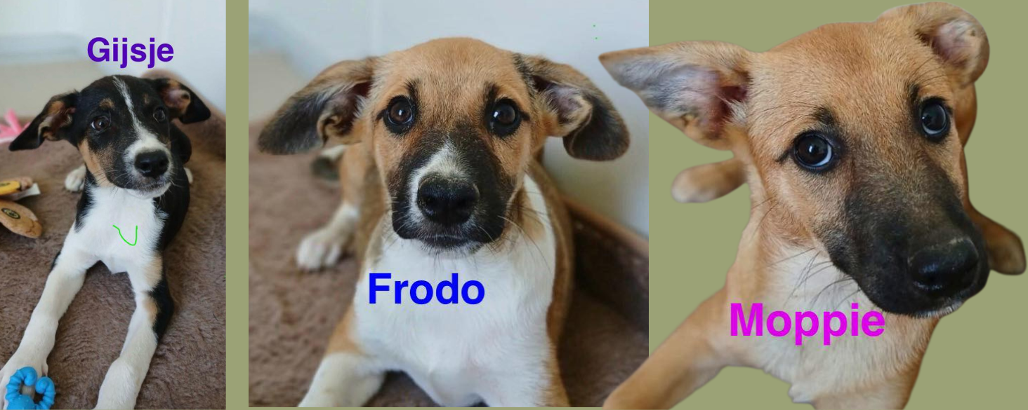 3 Sack pups, nog steeds op zoek
