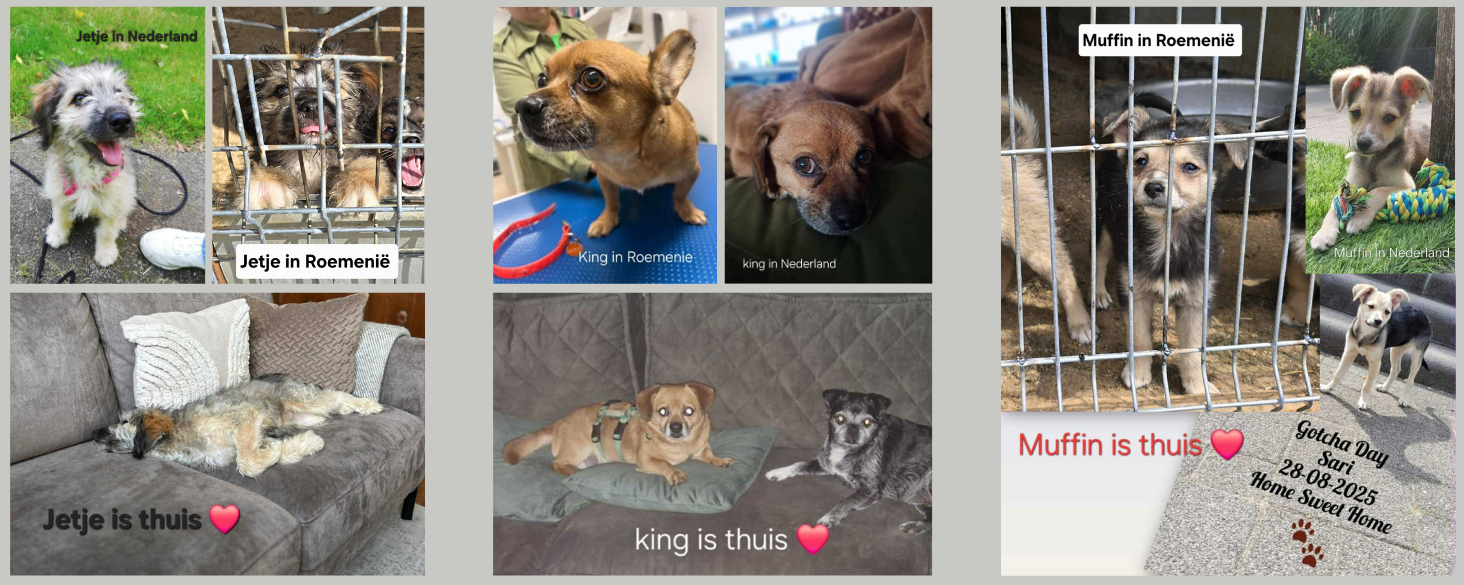 Jetje, Muffin & King hebben hun gouden mandje gevonden