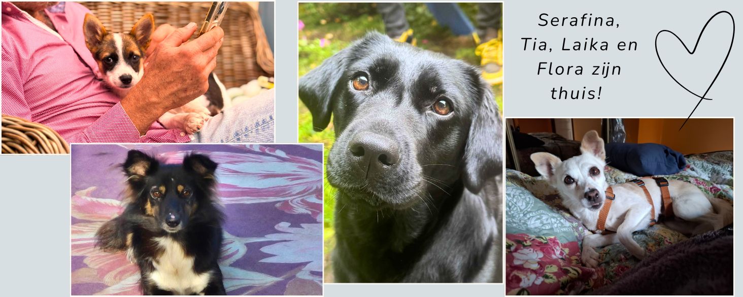 goed nieuws adopties