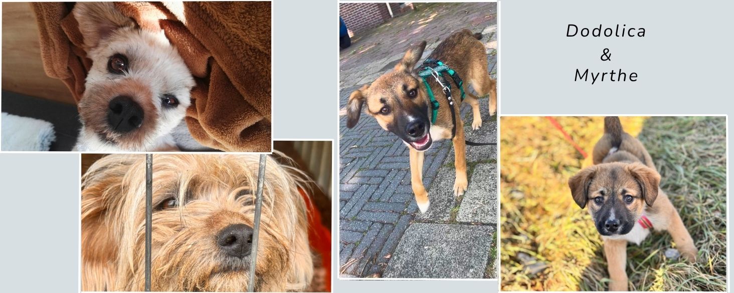 pups in het asiel