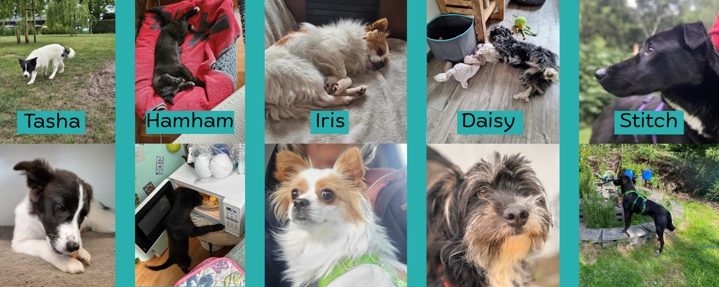 goed nieuwsbericht 5 honden