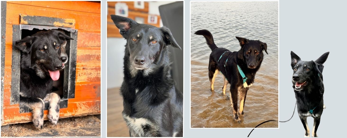 pups in het asiel