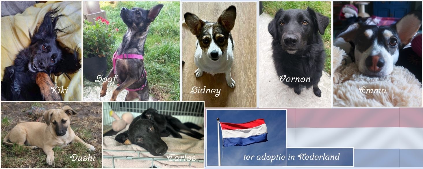 Eén van onze honden in Nederland adopteren