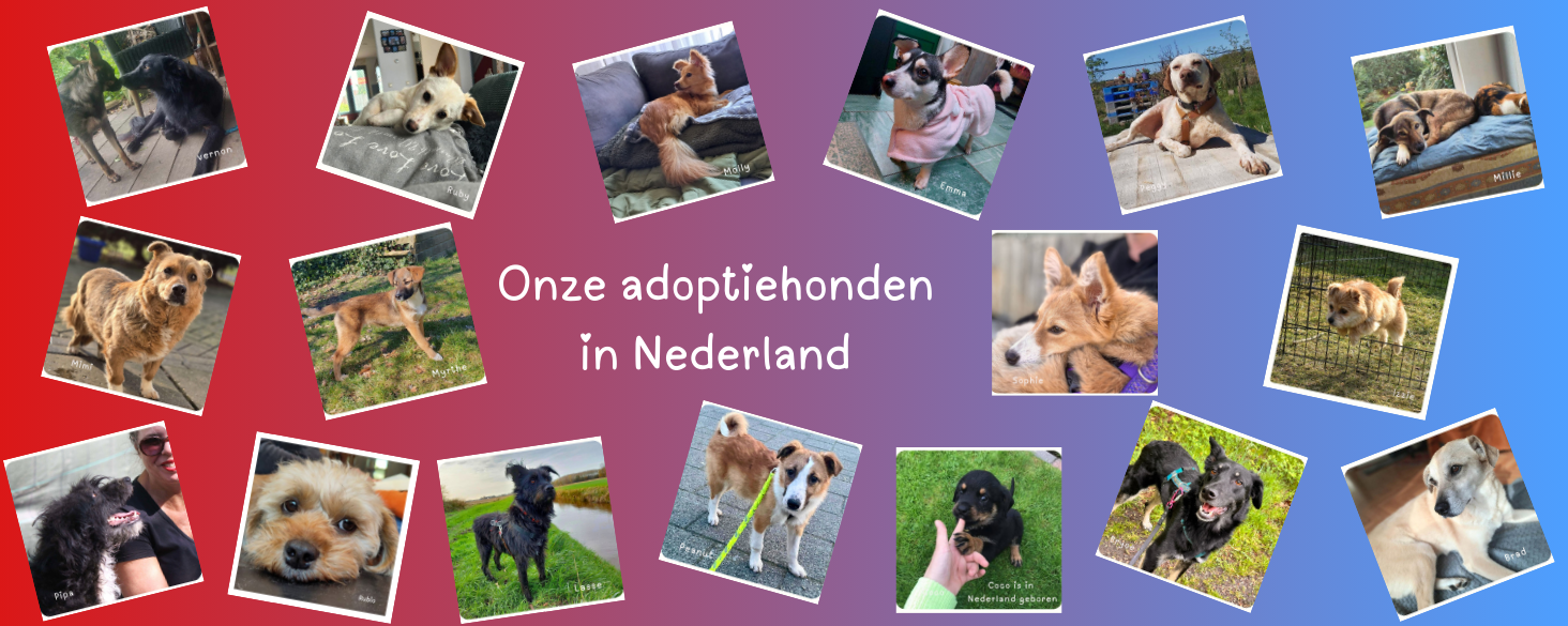 Honden in Nederland
