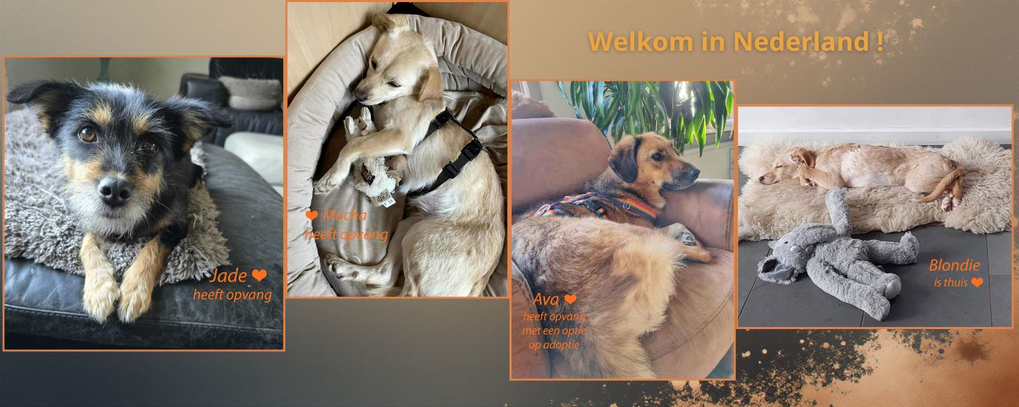 aankomst honden in Nederland