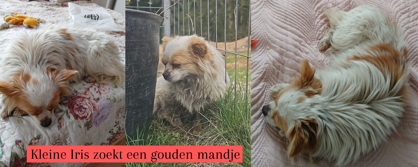 iris-zoekt-thuis