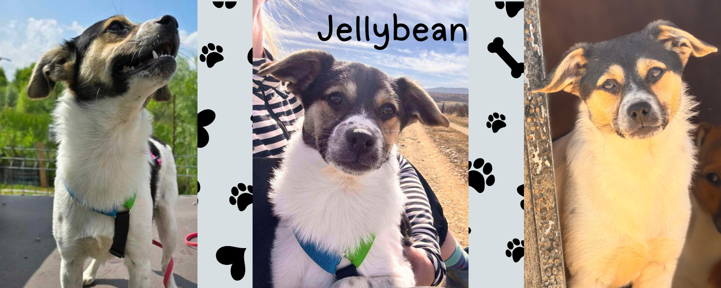 Jellybean zoekt thuis