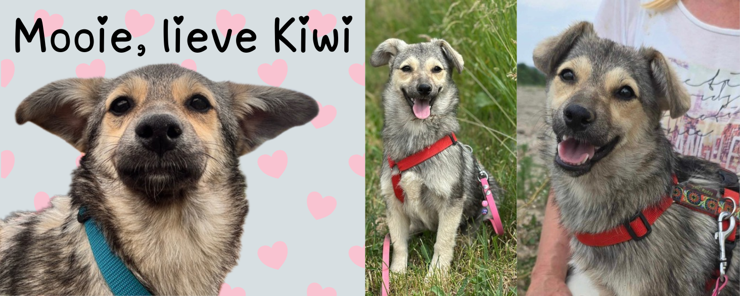 Kiwi zoekt thuis
