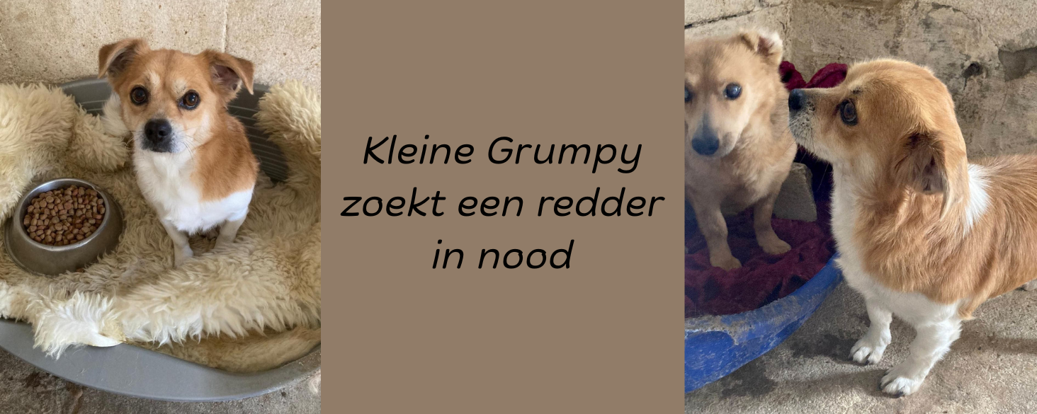 Grumpy zoekt redder in nood