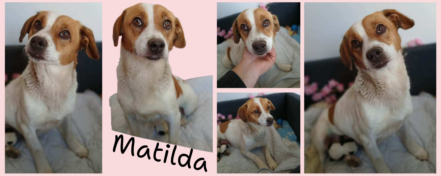 Matilda zoekt thuis