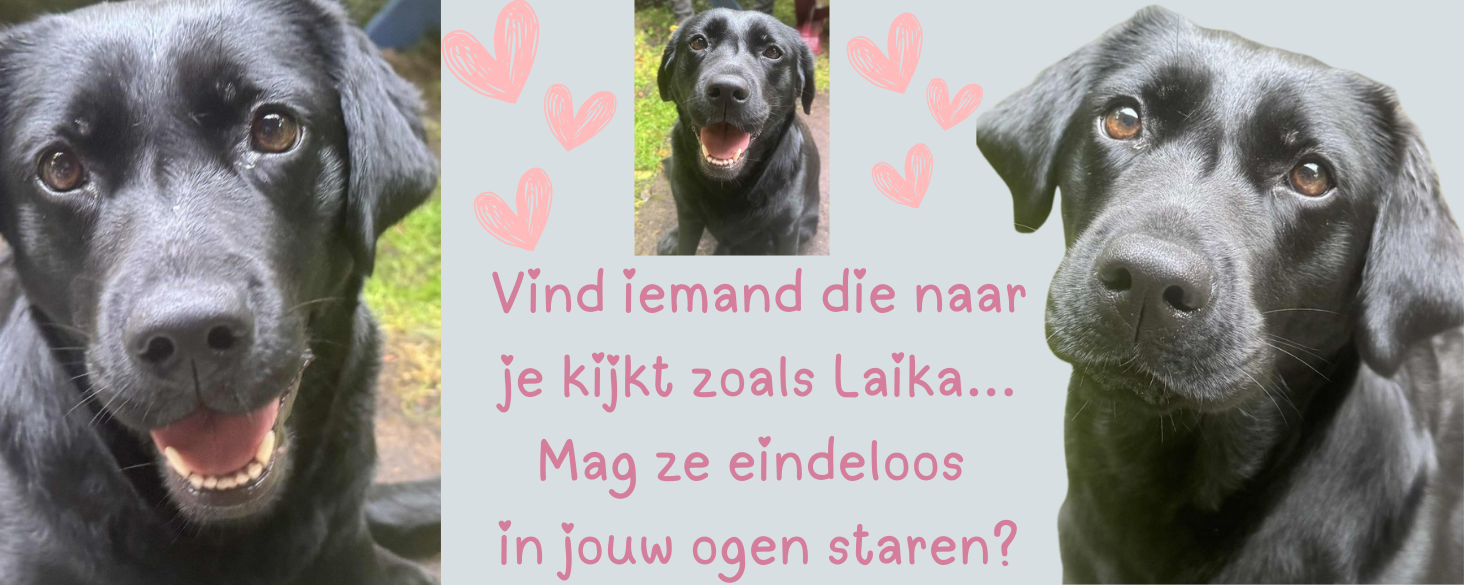 Laika zoekt een gouden mandje