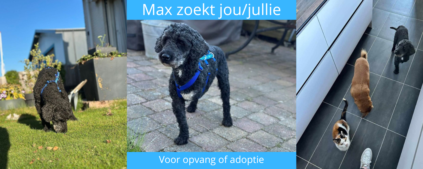 Max zoekt thuis