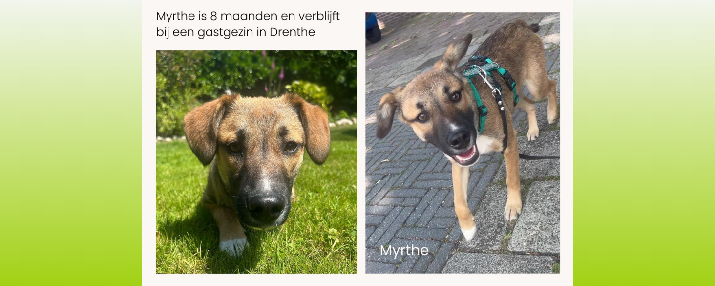 Myrthe zoekt thuis