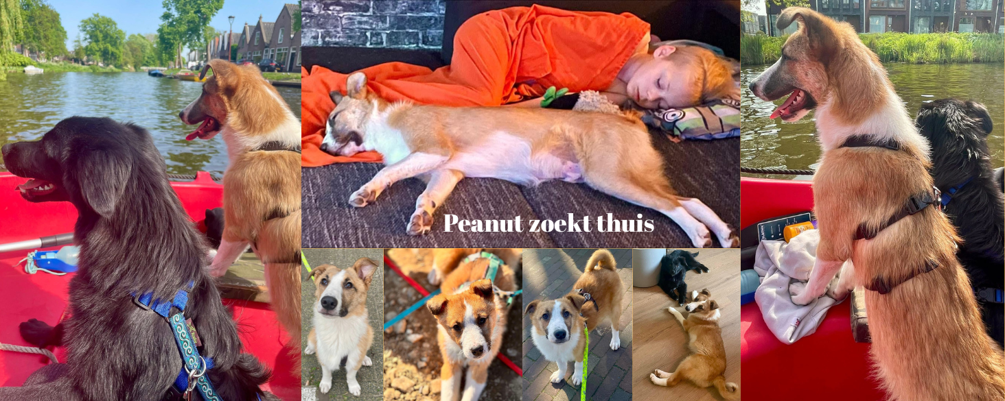 Peanut zoekt thuis