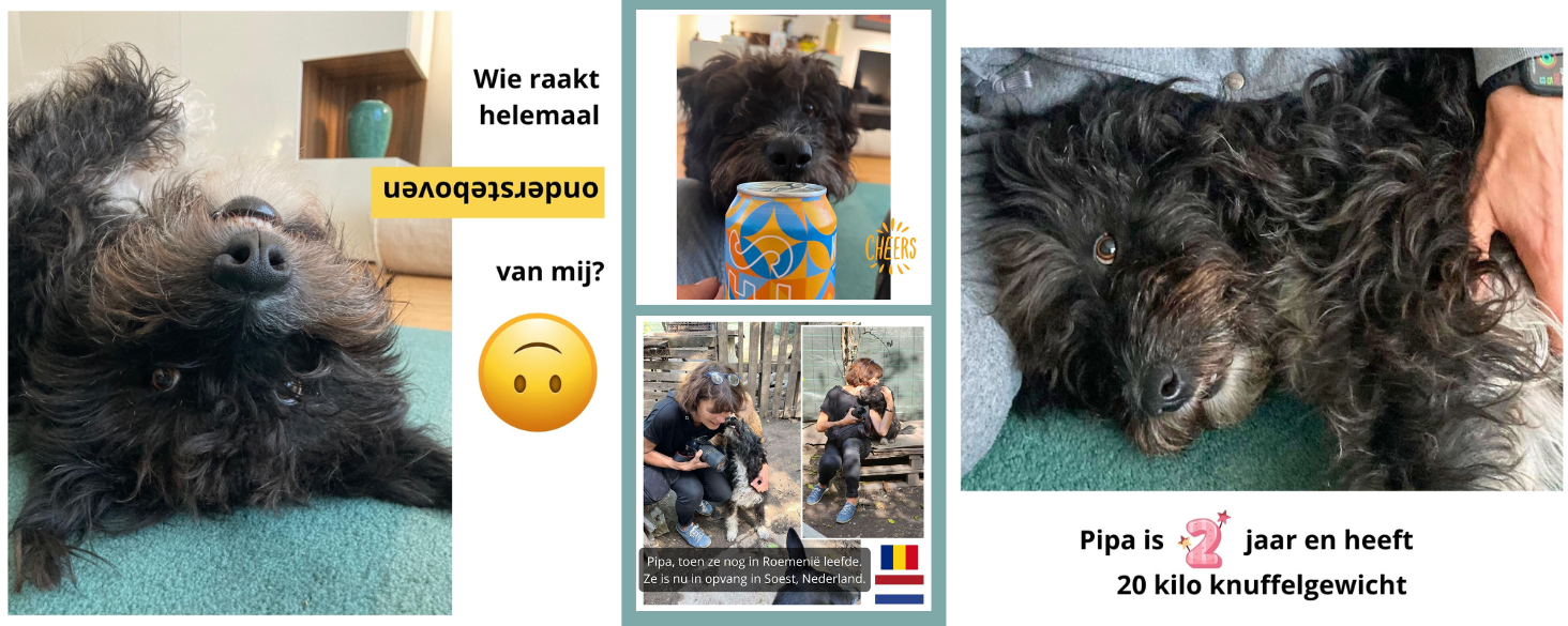 Pipa zoekt thuis