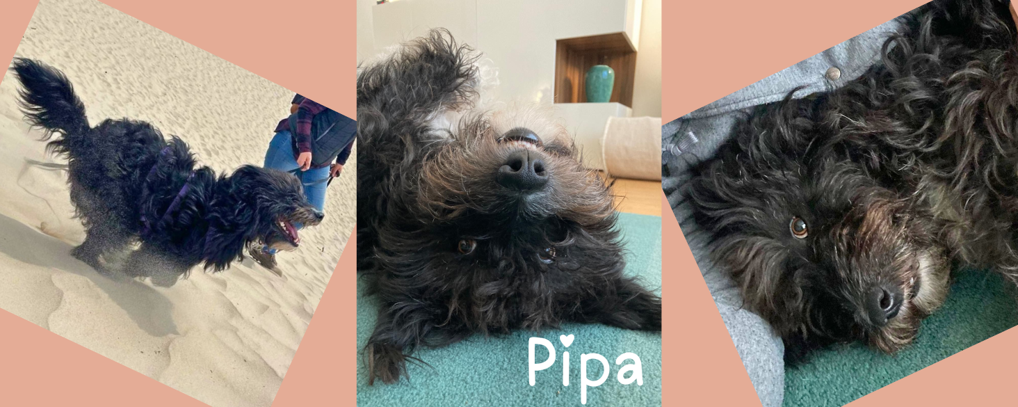 Pipa zoekt thuis