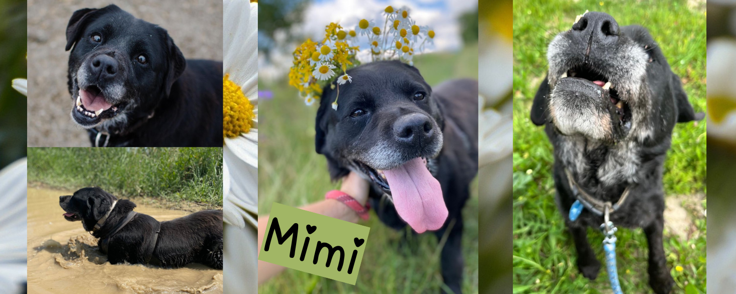 Mimi zoekt thuis