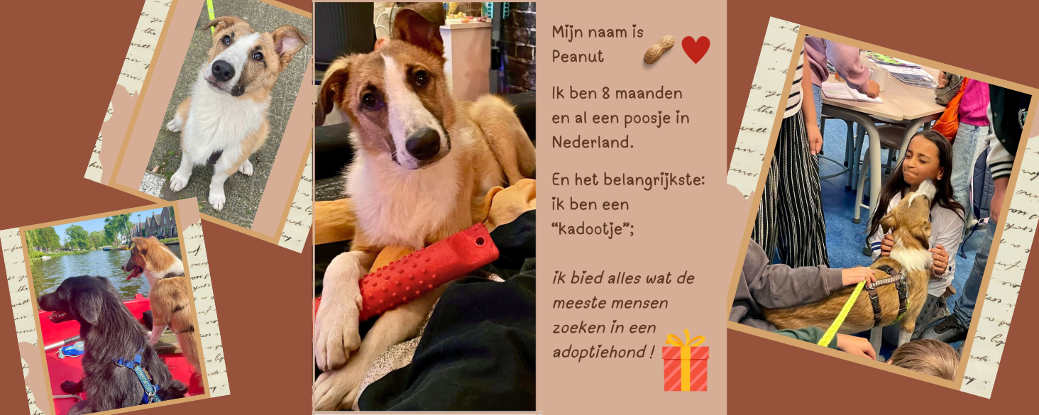 Peanut zoekt gouden mand