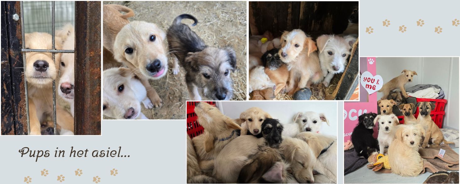 pups in het asiel