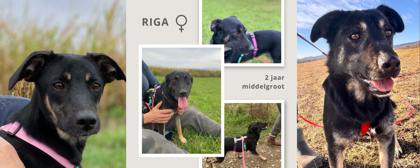 Riga zoekt gouden mand