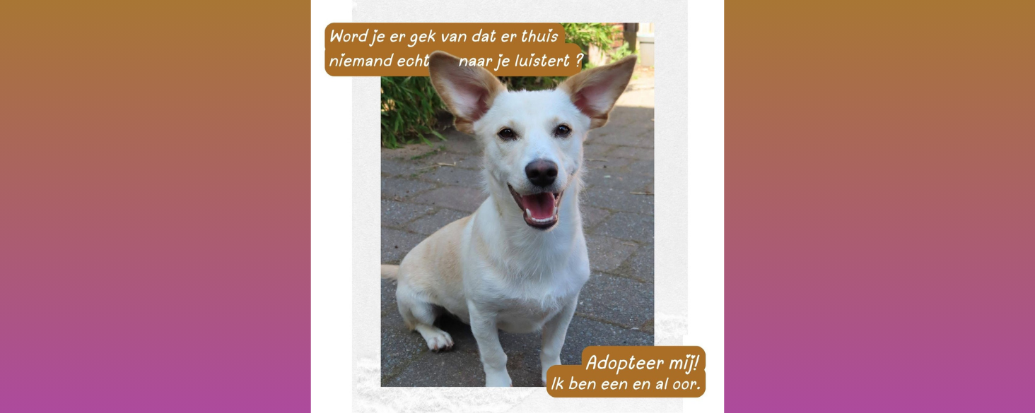 Ruby zoekt thuis