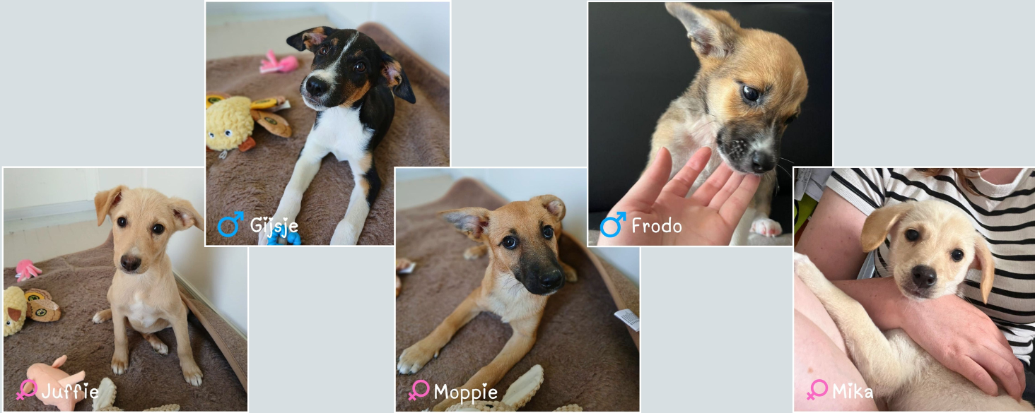 dringend opvang/adoptie gezocht